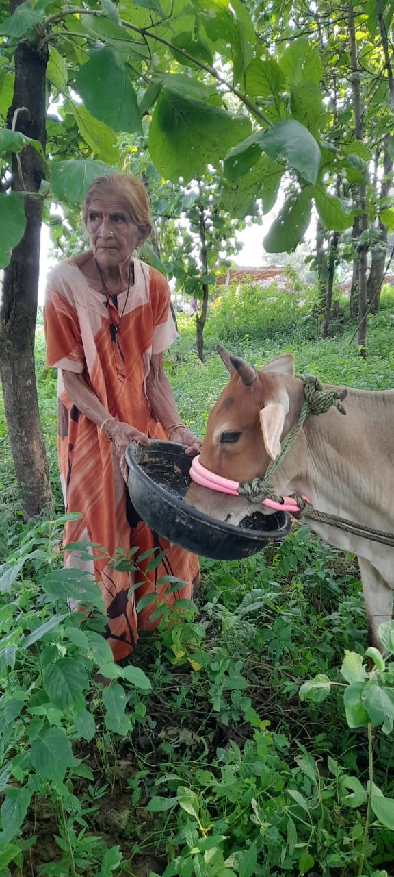गाय को राष्ट्रीय पशु घोषित करने की मांग:सावित्री देवी