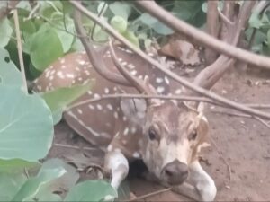 म्योरपुर कस्बे में जंगल से भटककर पहुंचा हिरन, ग्रामीणों ने कुत्तों से बचाई जान