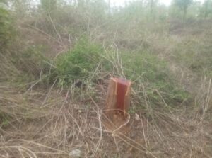 आधा दर्जन खैर के पेड़ काट ले गए तस्कर, वन कर्मियों को नहीं लगी भनक
