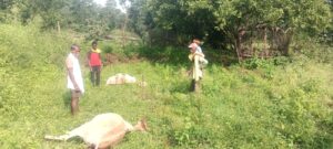 वज्रपात से किसान की दुधारू गाय बैल की मौत