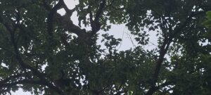 बहेरा के पेड़ पर फंदे से लटका मिला 40 वर्षीय युवक शव