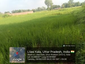 लीलासी में धान लगी कृषि भूमि को अकृषिक घोषित कर बैनामा कराने का आरोप